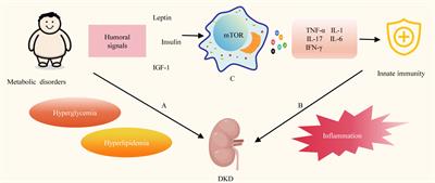 Critical role of FGF21 in diabetic kidney disease: from energy metabolism to innate immunity